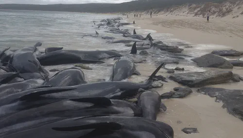 The Mysterious Migration of Marine Mammals