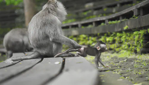 The Role of Availability and Independence in Parenting